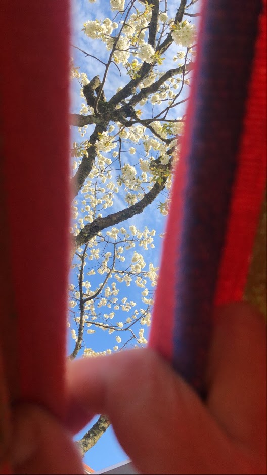 Dag et-eller-andet i et land der er lukket. Ned. I hvert fald lidt endnu. I en tid hvor den primære kontakt til omverden er foregået via hullet i bagboens hæk kan jeg ikke længere skelne dagene fra hinanden. Naboens to katte hvæser dovent af mig hver morgen på hovedtrappen. I en foranderlig tid holder de på deres helt egen facon fast i hverdagens rytme.