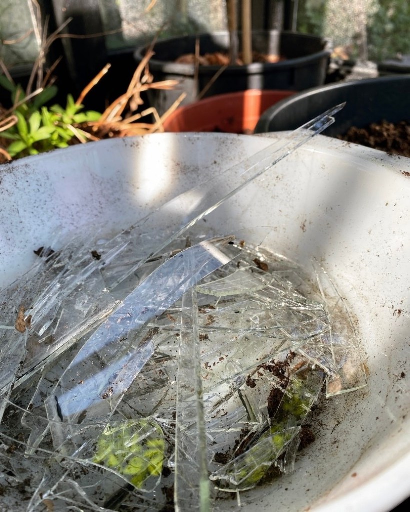 Har brugt eftermiddagen på at samle glasskår. Kan ikke helt gennemskue om jeg er pisse irriteret over at drivhuset er smadret...